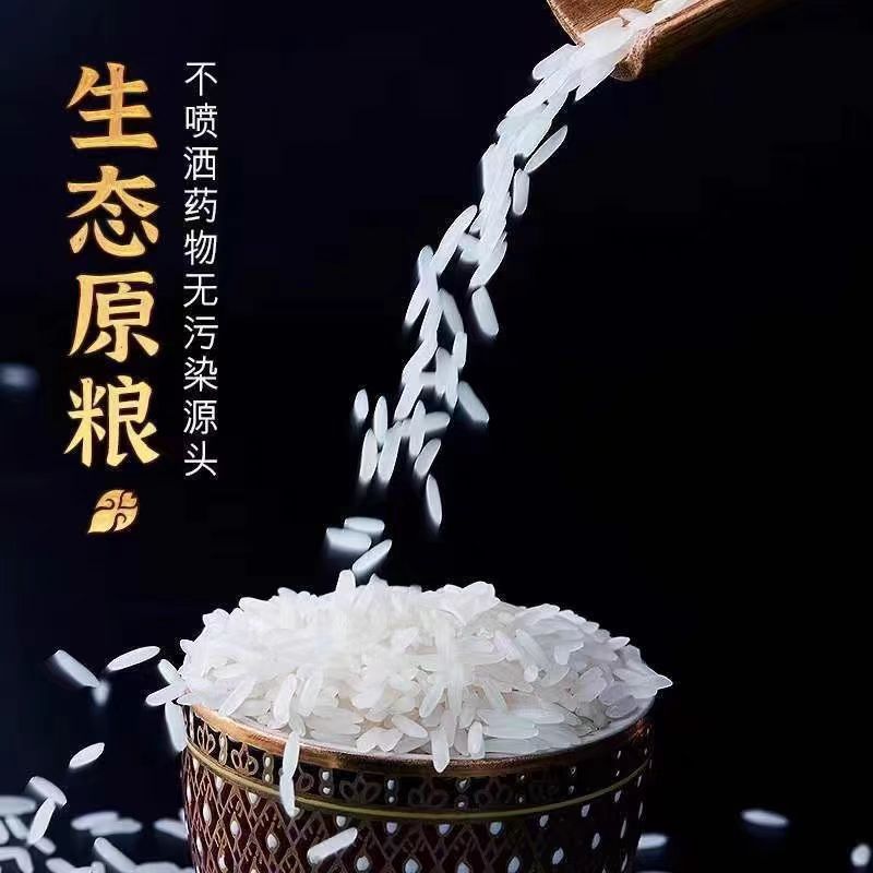 旌阳中稻