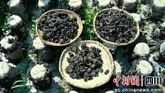 德阳农业产业平台——德阳市旌阳区探索非耕地经济振兴新路径