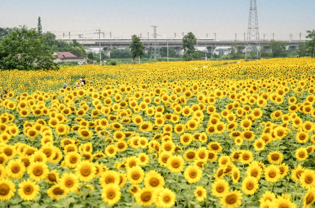 德阳农业产业平台——什邡200亩葵花海上线，快来赴一场夏日田园之约