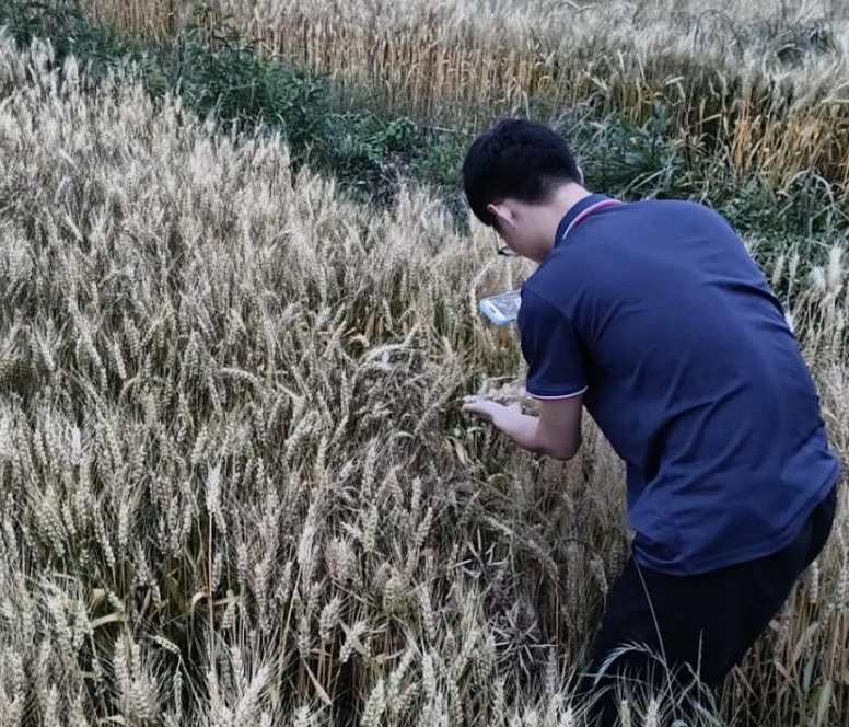 德阳农业产业平台——扎根沃土护农兴 德阳人保财险织密农业“保障网”