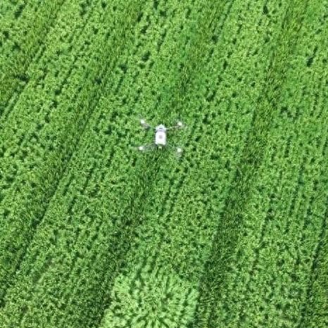 德阳农业产业平台——高质量发展看中国|德阳罗江：首推“水稻油菜双季制种” 保障种业安全