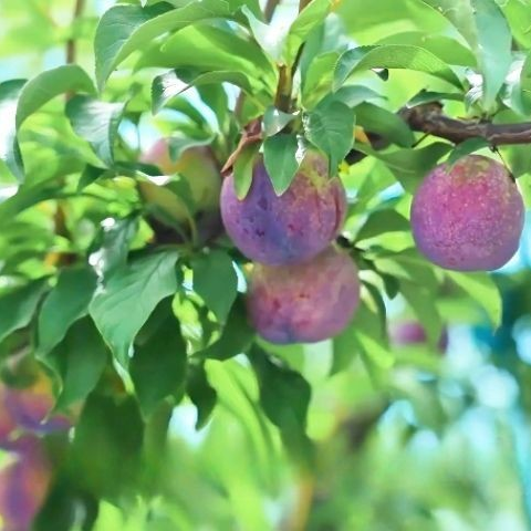 德阳农业产业平台——泥里长出的“红光”——德阳红伏村探访记丨“我的乡村超安逸”投稿展播26