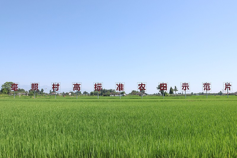 德阳农业产业平台——德阳绵竹：科技赋能筑牢粮食安全底线，守牢“天府粮仓”基本盘