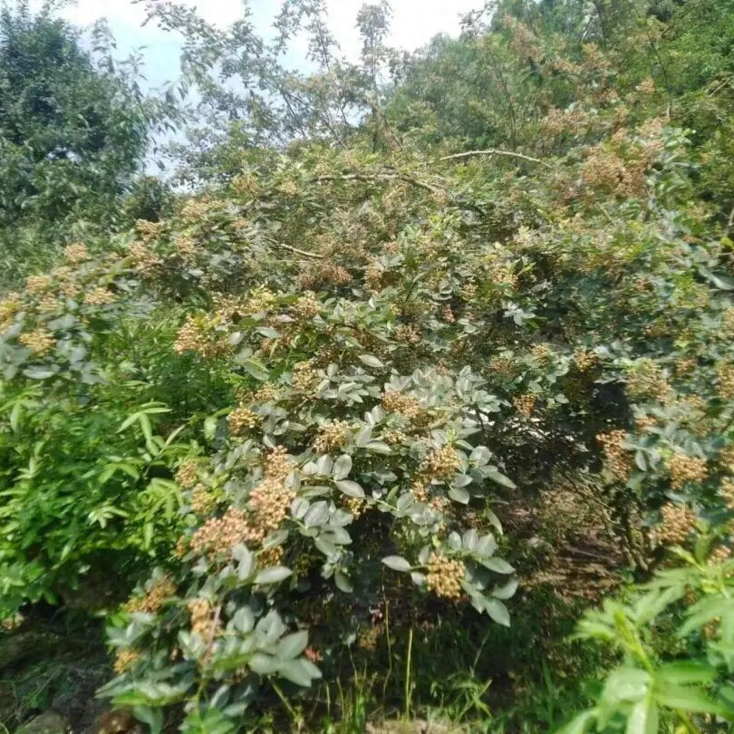 德阳农业产业平台——德阳本土发现“宝藏”花椒，国审已进入倒计时！