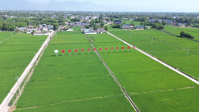 德阳农业产业平台——四川绵竹：从田间到车间，建圈强链做大现代农业