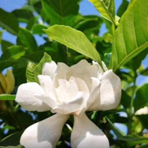 德阳农业产业平台——被800亩栀子花海包围是什么体验？祝家庙村等你来“香”遇｜“我的乡村超安逸”投稿展播37