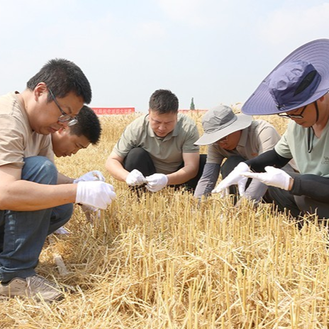 德阳农业产业平台——德阳绵竹：小麦机收大比武
