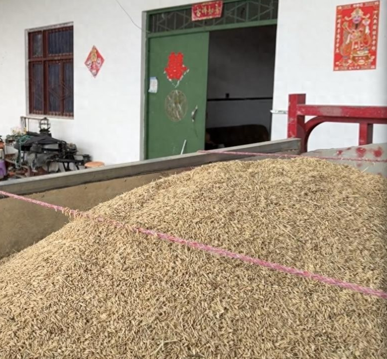 德阳农业产业平台——秋收之后：粮食“订单”能否成为农户的“定心丸”？｜直击秋收·天府粮仓装新粮
