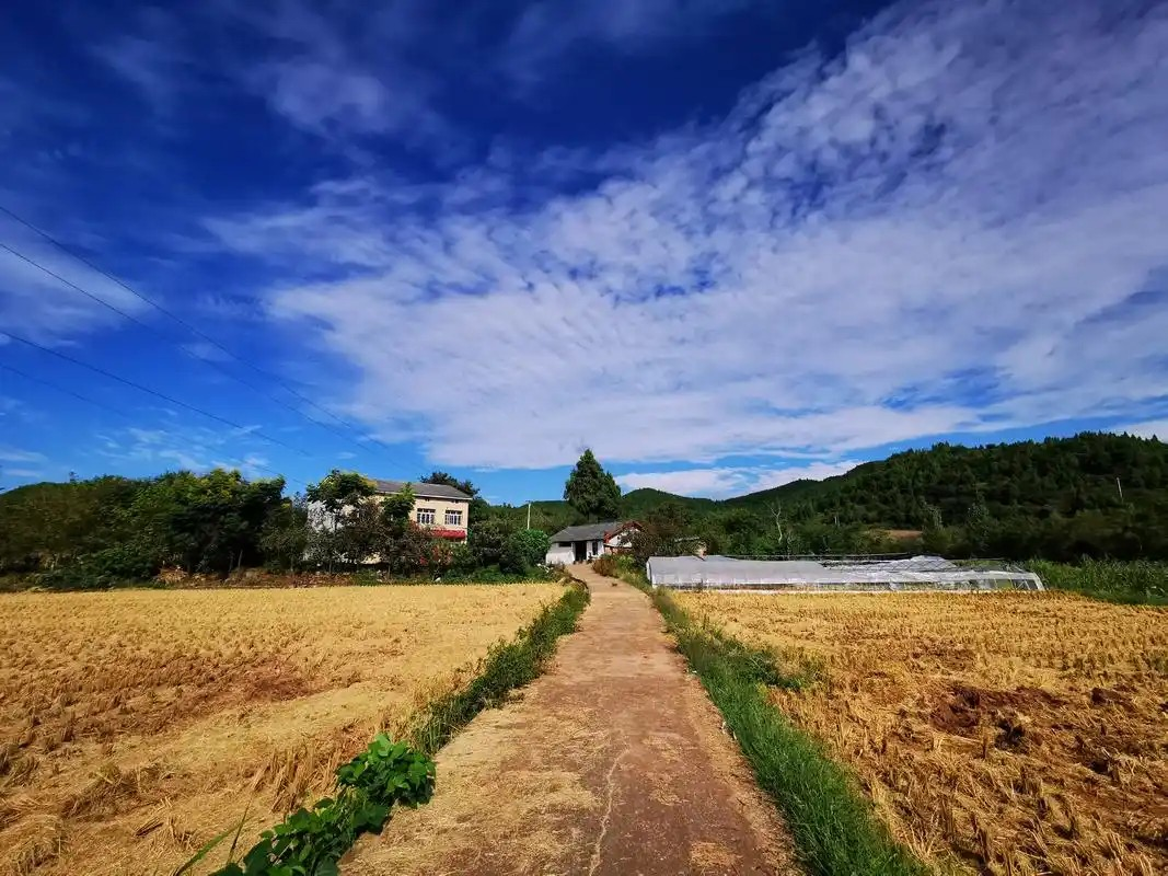 德阳农业产业平台——推进农业农村现代化 加快建设农业强市 