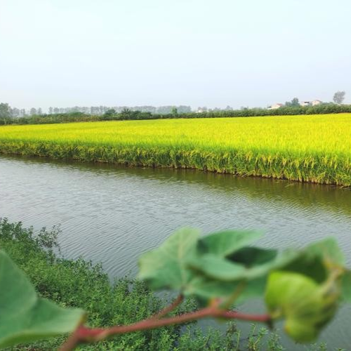 德阳农业产业平台——抢抓雨后好墒情！中江县农技专家支招保秋粮丰收