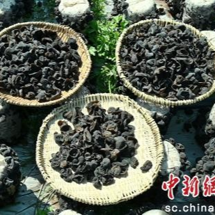 德阳农业产业平台——德阳市旌阳区探索非耕地经济振兴新路径