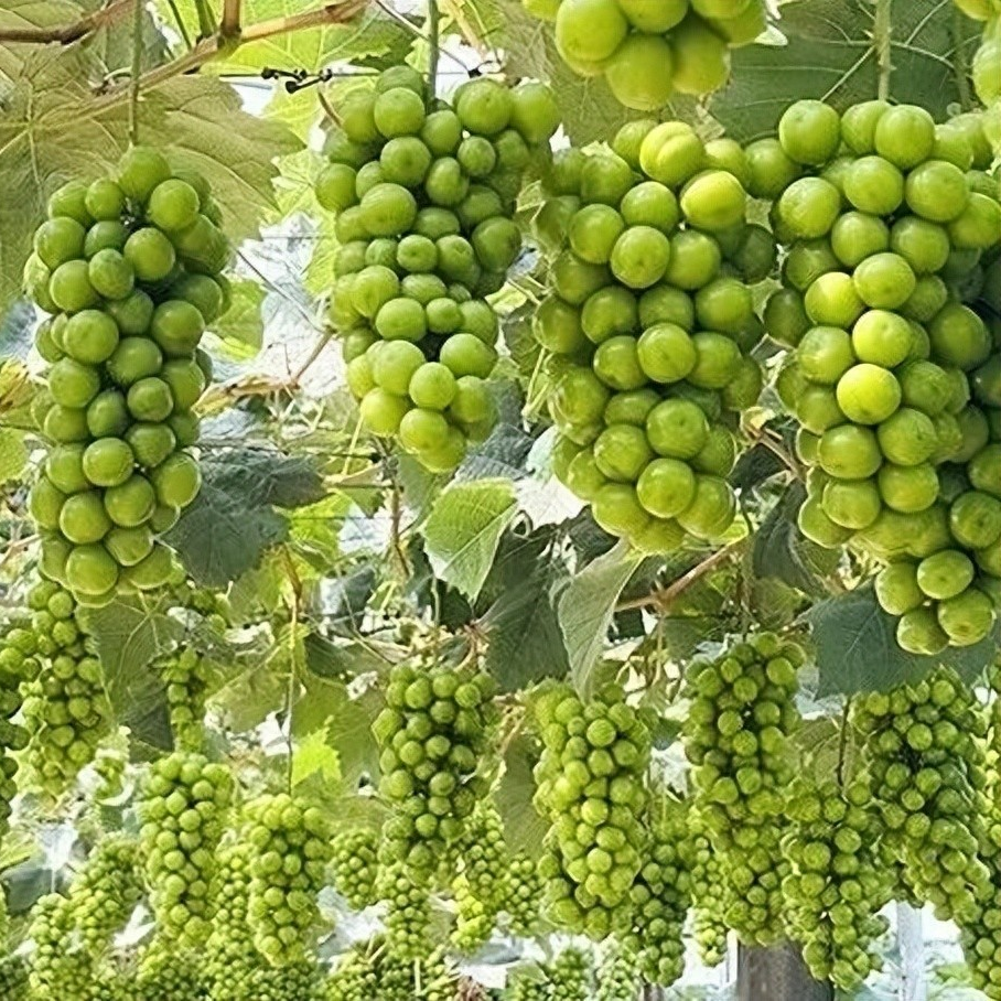 德阳农业产业平台——夏日限定甜蜜！绵竹相邀，入园采摘体验丰收景致