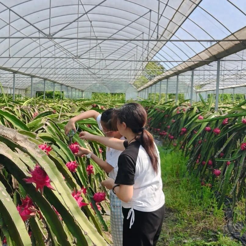 德阳农业产业平台——采摘季来袭！德阳文旅名村30亩“中国红”火龙果抢鲜上市