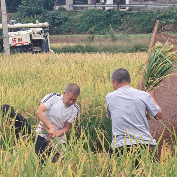 德阳农业产业平台——秋收拔河、抓鸡抓鸭乐翻天！中江太安镇别样方式庆丰收
