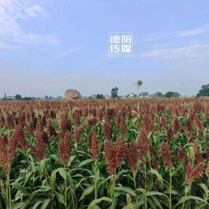 德阳农业产业平台——“红色海浪”刷屏！绵竹这片高粱地，美成了电影大片